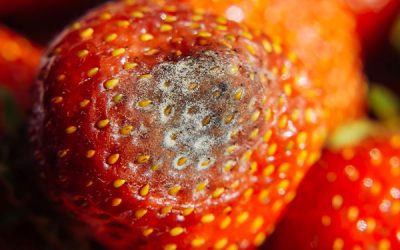 Micotoxinas: Prevención y reducción