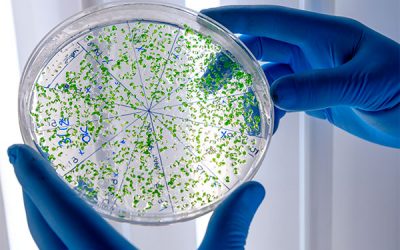 5 razones por las cuales las bacterias son tan difíciles de eliminar